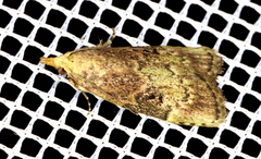 Heteromicta tripartitella
