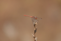 Sympetrum meridionale