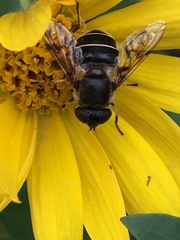 Eristalis obscura