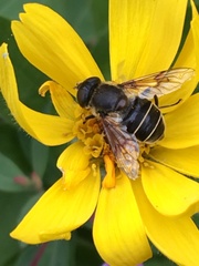 Eristalis obscura
