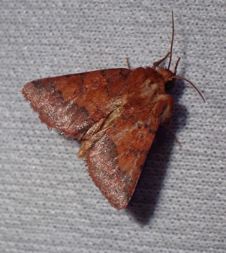 Aureolaria Seed Borer