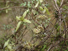 Clematis marata