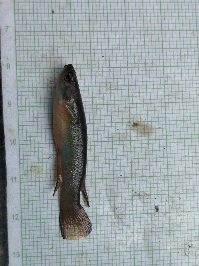 Magdalena rivulus (Cynodonichthys magdalenae) — Rivulidae