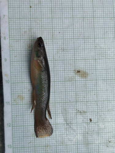 Magdalena rivulus (Cynodonichthys magdalenae) — Rivulidae