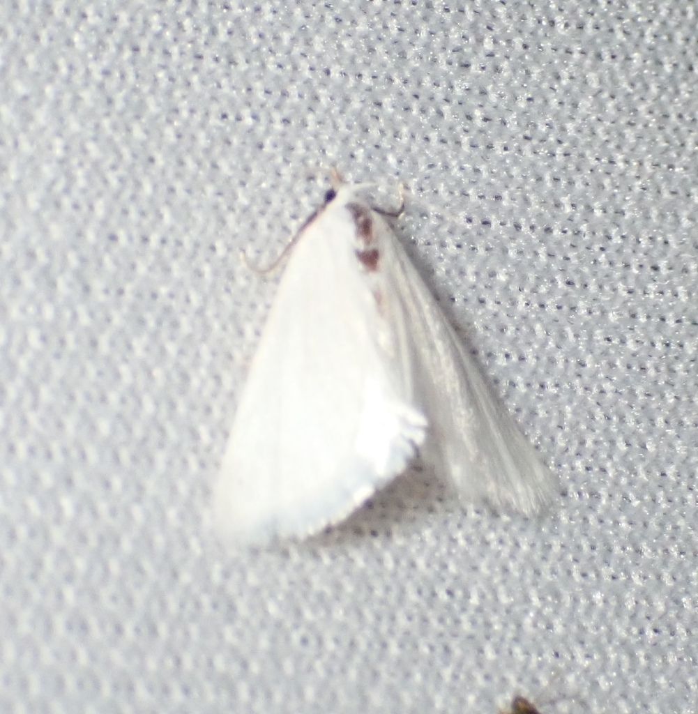 Leptosteges vestaliella