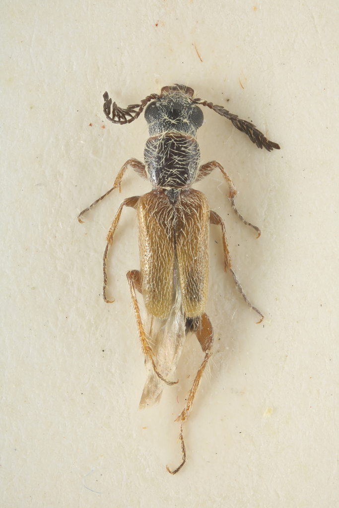 Afremus