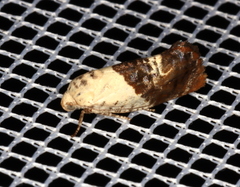 Hypertropha chlaenota