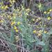 Staggers Ragwort - Photo (c) Rob Palmer, some rights reserved (CC BY-NC-SA), uploaded by Rob Palmer