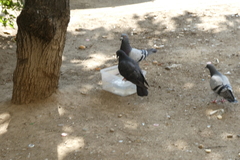 Columba livia domestica
