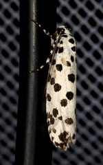 Ethmia clytodoxa