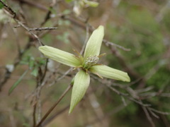 Clematis marata