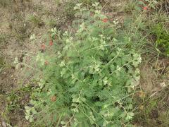 Indigofera sanguinea