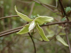 Clematis marata