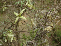 Clematis marata