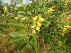 Eriosema psoraleoides