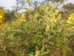 Eriosema psoraleoides