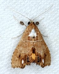 Arrade leucocosmalis