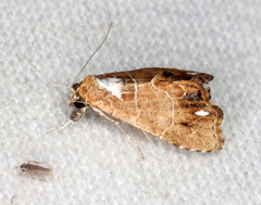 Arrade leucocosmalis