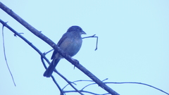 Coryphospingus pileatus