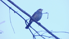 Coryphospingus pileatus