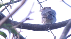 Coryphospingus pileatus