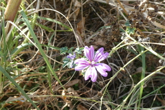 Malva sylvestris