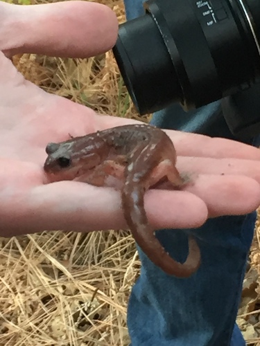 iNaturalist observation photo of Ensatina