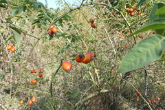 Rosa canina