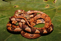 Imantodes gemmistratus