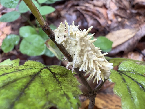 Moth Urchin Fungus