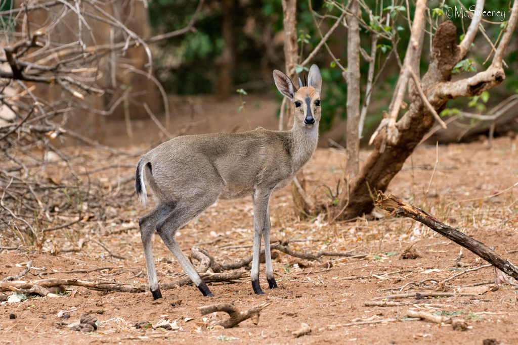 Sylvicapra grimmia, Mopani, South Africa, by Michael McSweeney