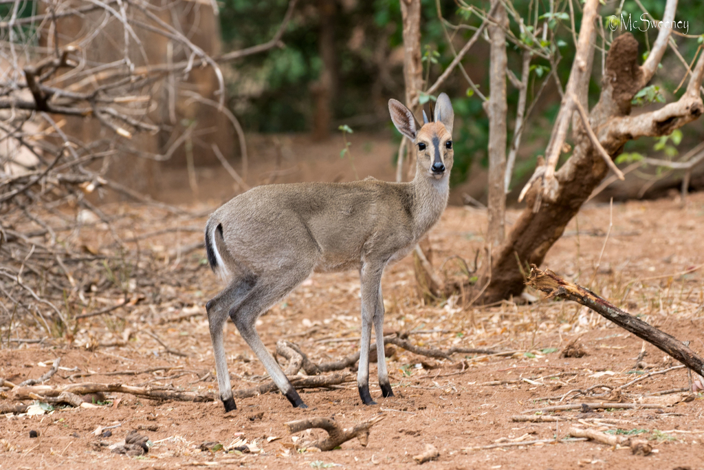 Sylvicapra grimmia, Mopani, South Africa, by Michael McSweeney