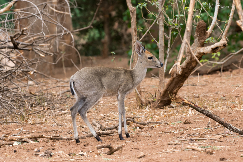 Sylvicapra grimmia, Mopani, South Africa, by Michael McSweeney