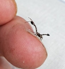 Stephanopis barbipes