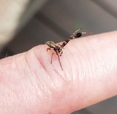 Stephanopis barbipes