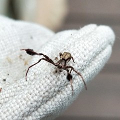 Stephanopis barbipes