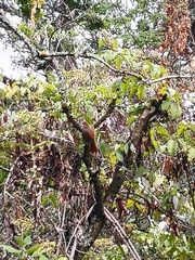 Cranioleuca antisiensis