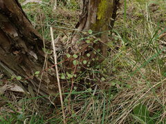 Muehlenbeckia complexa complexa