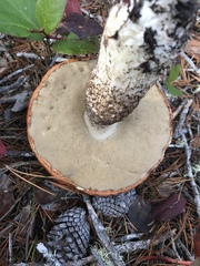 Leccinum manzanitae