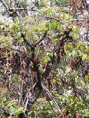 Cranioleuca antisiensis