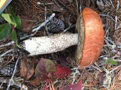 Leccinum manzanitae