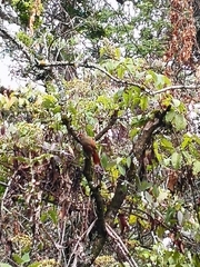 Cranioleuca antisiensis