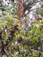 Cranioleuca antisiensis