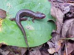 Desmognathus valtos