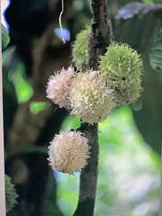 Carpotroche longifolia