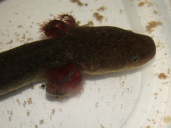 Necturus punctatus