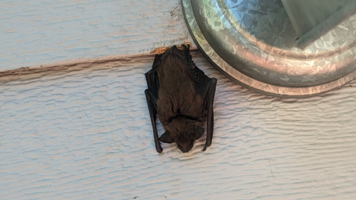 Big Brown Bat photographed in Indiana
