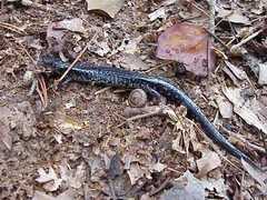 Plethodon chlorobryonis