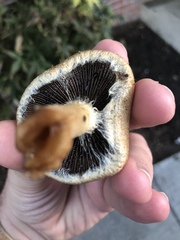 Lacrymaria lacrymabunda