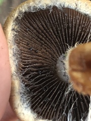 Lacrymaria lacrymabunda